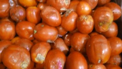 صورة مديرية تموين الشرقية: ضبط ١٢٠كجم طماطم بها عفن وفطريات بمطعم كشري بالزقازيق